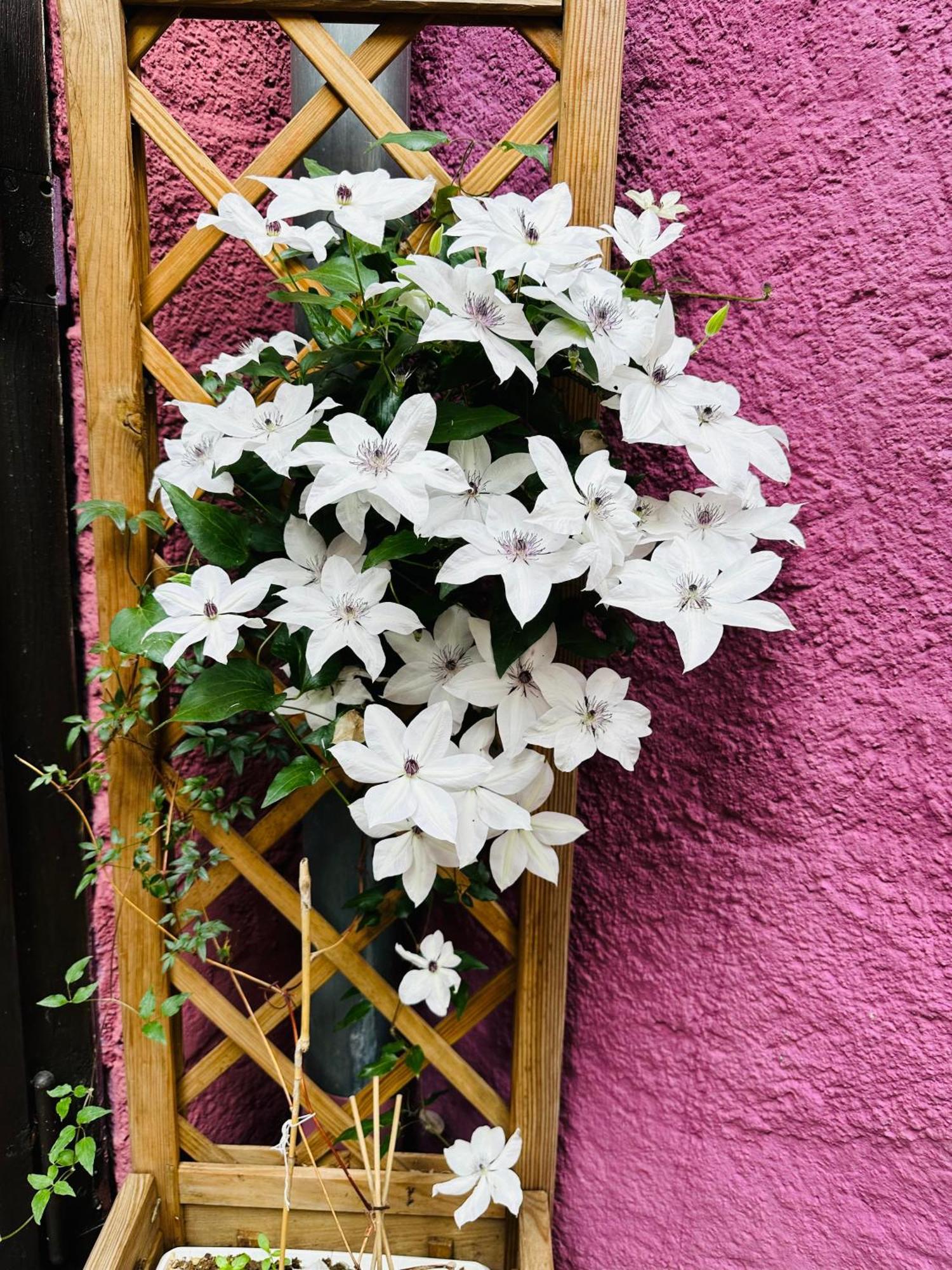 Auberge Le Meisenberg Châtenois Buitenkant foto